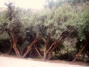 l'arbre a touristes